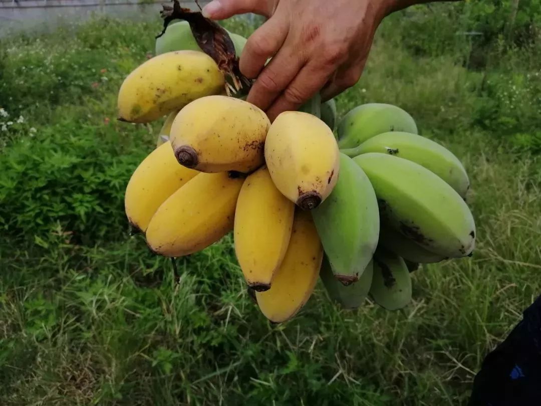 十里水果长廊丨苹果粉蕉篇