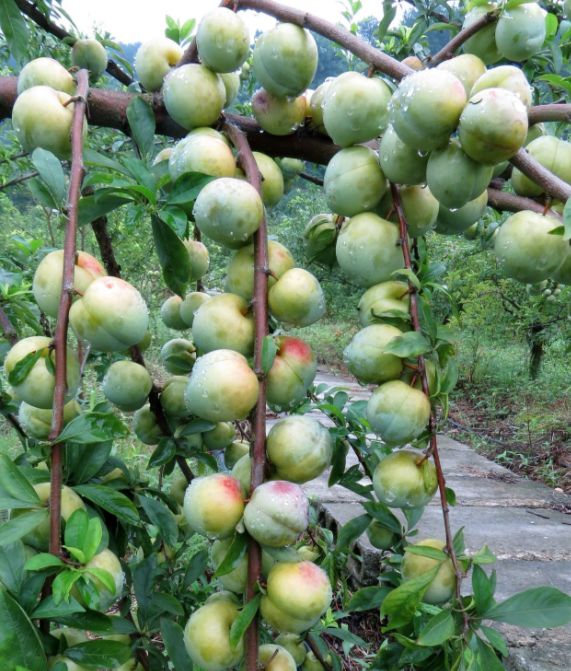 熟了!熟了!甜得呛初恋的安澜李子熟了!趁周末赶紧约约约~_西瓜