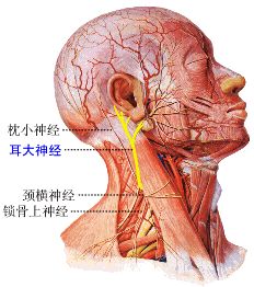 耳大神經損傷症狀:枕後外側痛.