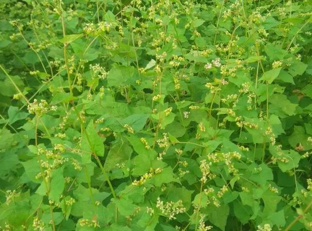 秋荞麦轻简栽培技术第 三 节第二章 旱地粮油作物