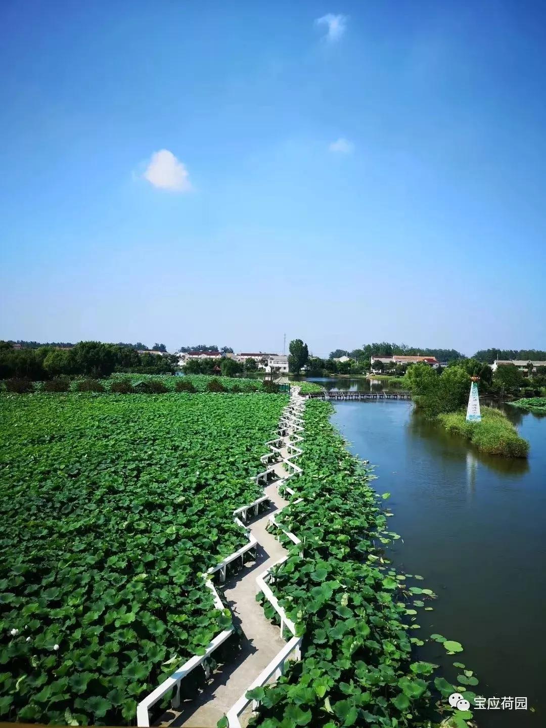 就在宝应让你感受不一样的荷花之美