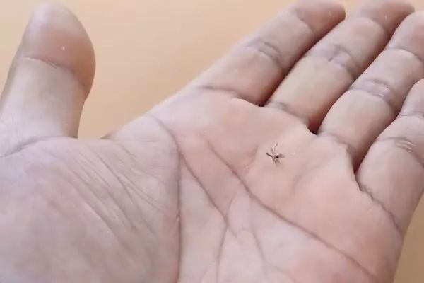 大名人必看的生活小妙招拍蚊子时10个人9个错教你拍蚊子命中率100的