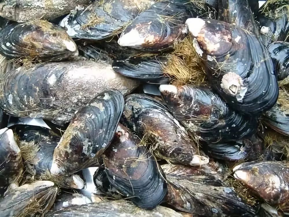 不要总叫淡菜其实ta是东海夫人