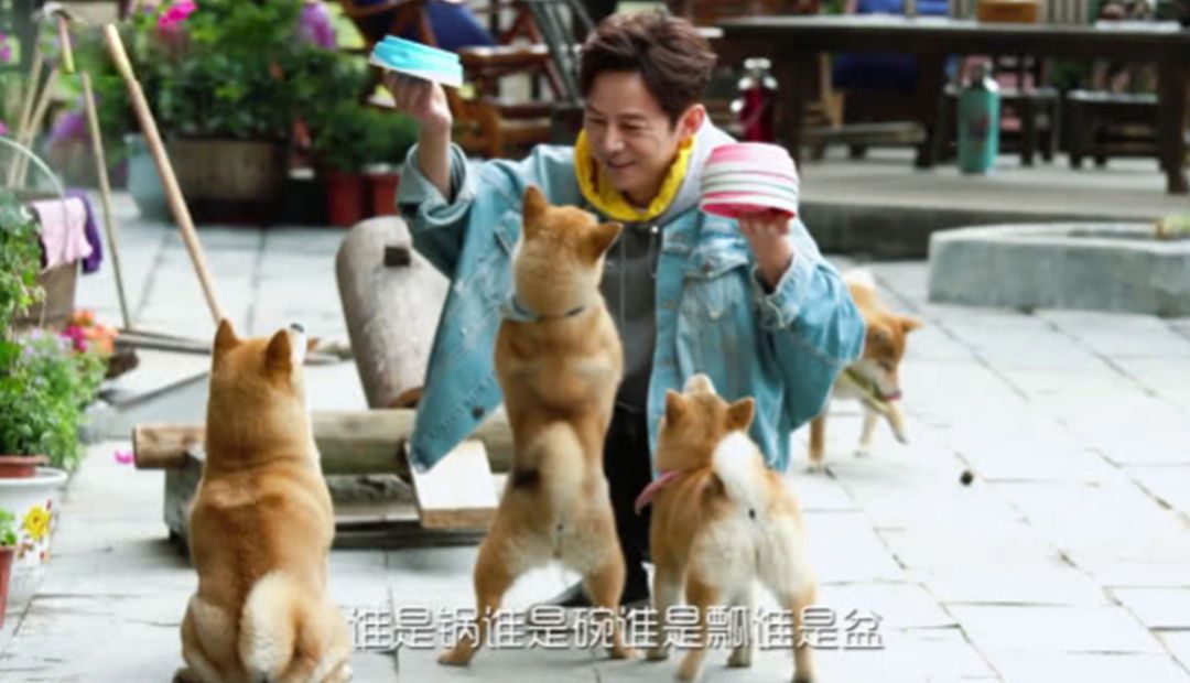 原创锅碗瓢盆均已名花有主为何瓢哥最后被领养原因简单