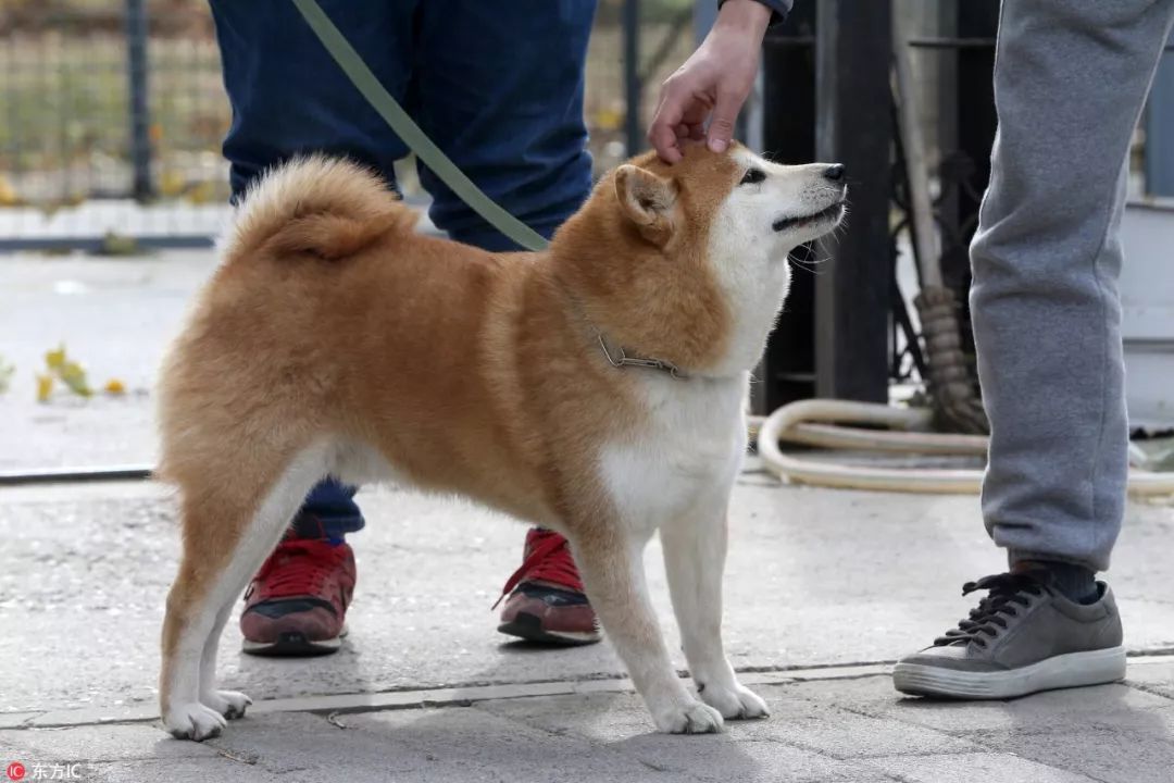 白熊犬,馬士提夫獒犬,羅威納犬,聖伯納犬,阿拉斯加雪橇犬,日本秋田犬