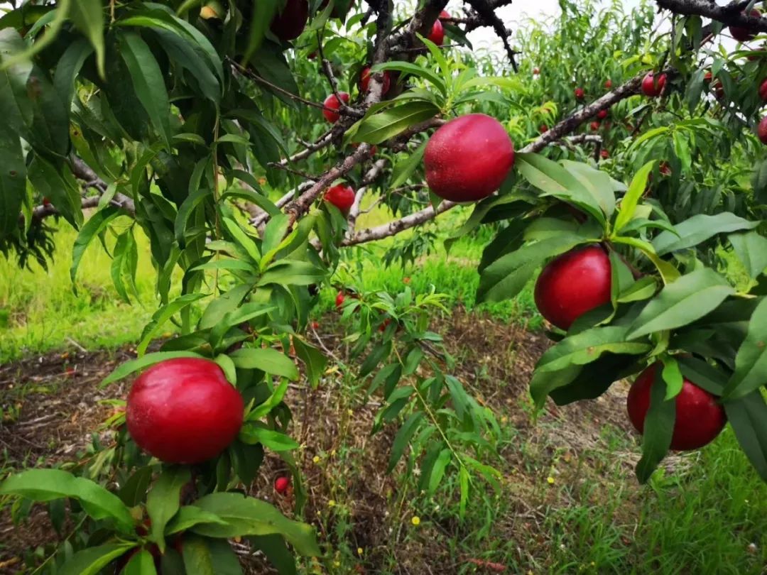 夏日周末去哪里牛角大圩了解一下水果采摘趣味多