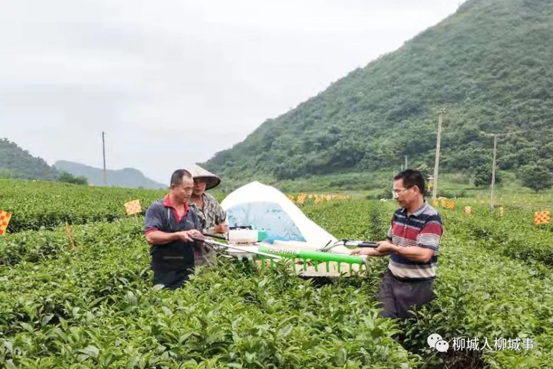 新闻煲机械收稻采茶大学生下乡实践开班学采写这周好料多