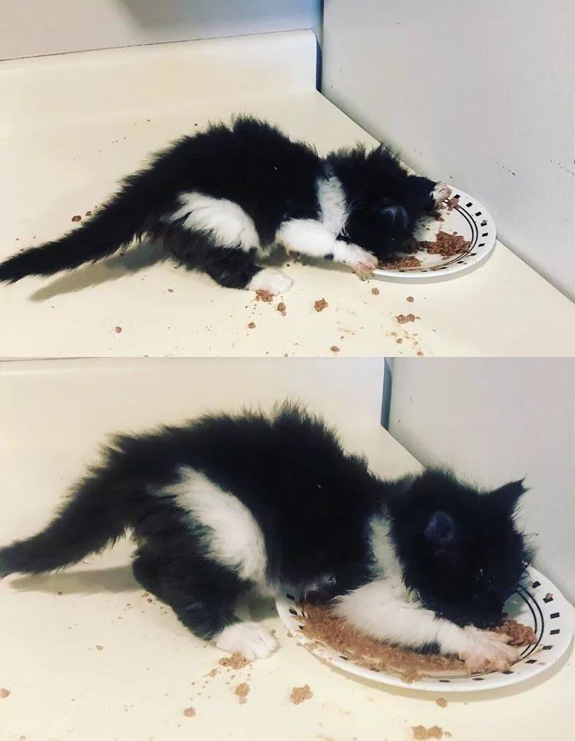 原创小奶猫刚出生差点饿死被救助后吃什么都要狼吞虎咽超有食欲