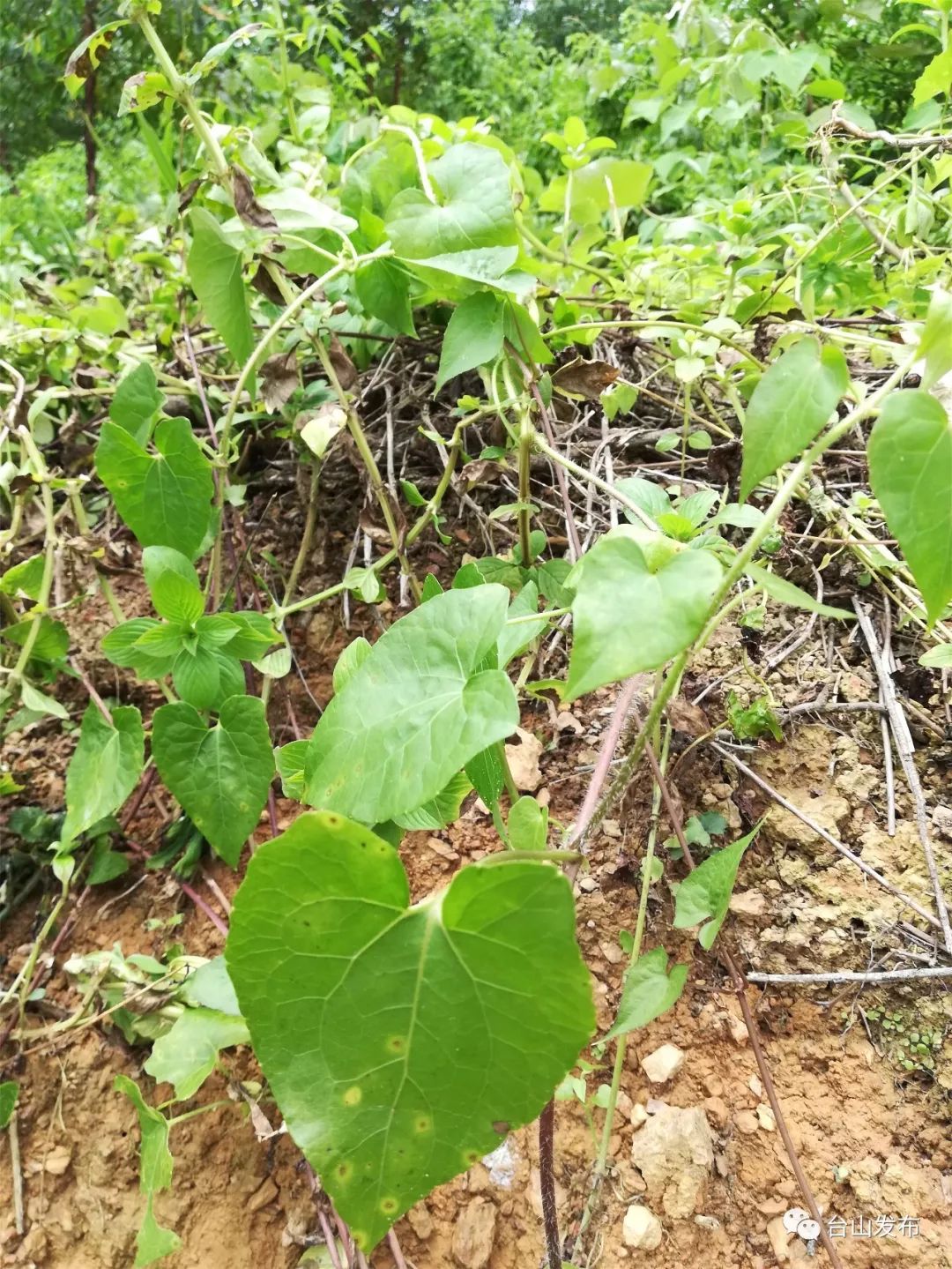 全城围剿清除身边的薇甘菊