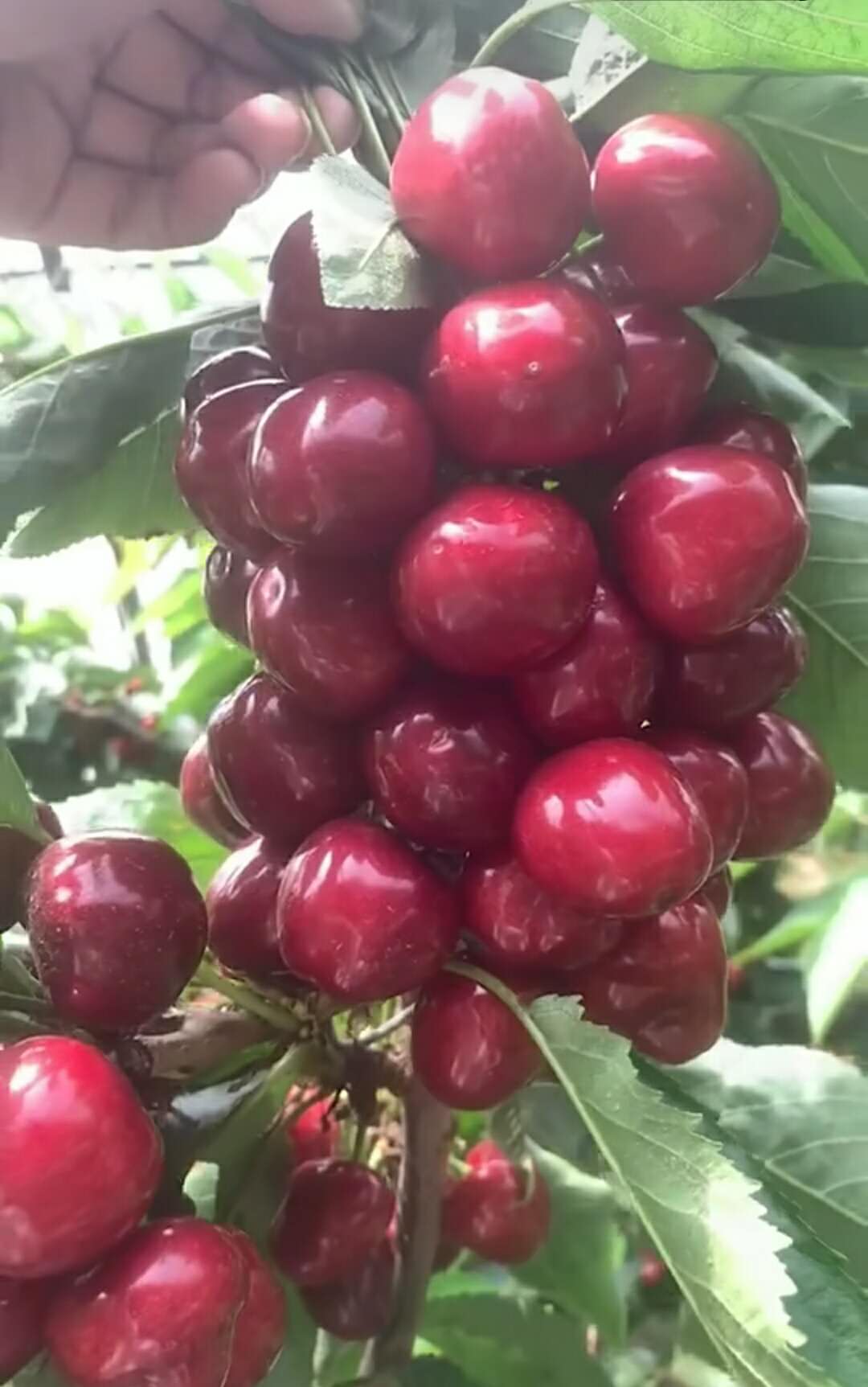 吉塞拉俄罗斯八号大樱桃树苗在新疆抗寒程度怎么样