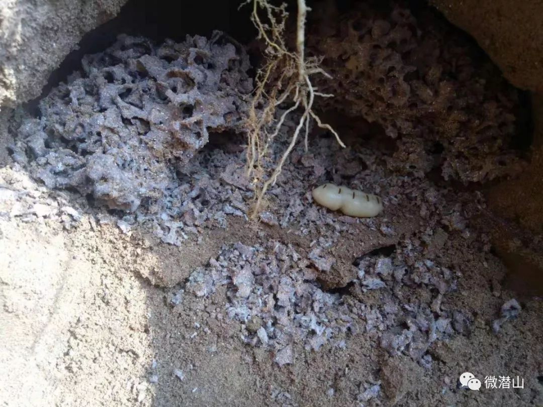 震惊潜山一河堤挖出20年白蚁窝蚁后长达七公分
