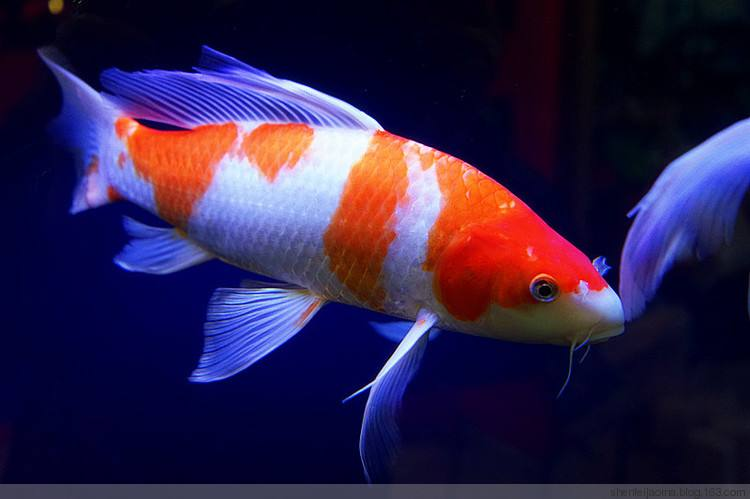 其次在五行上:寅木克辰,戌阳土为偏财