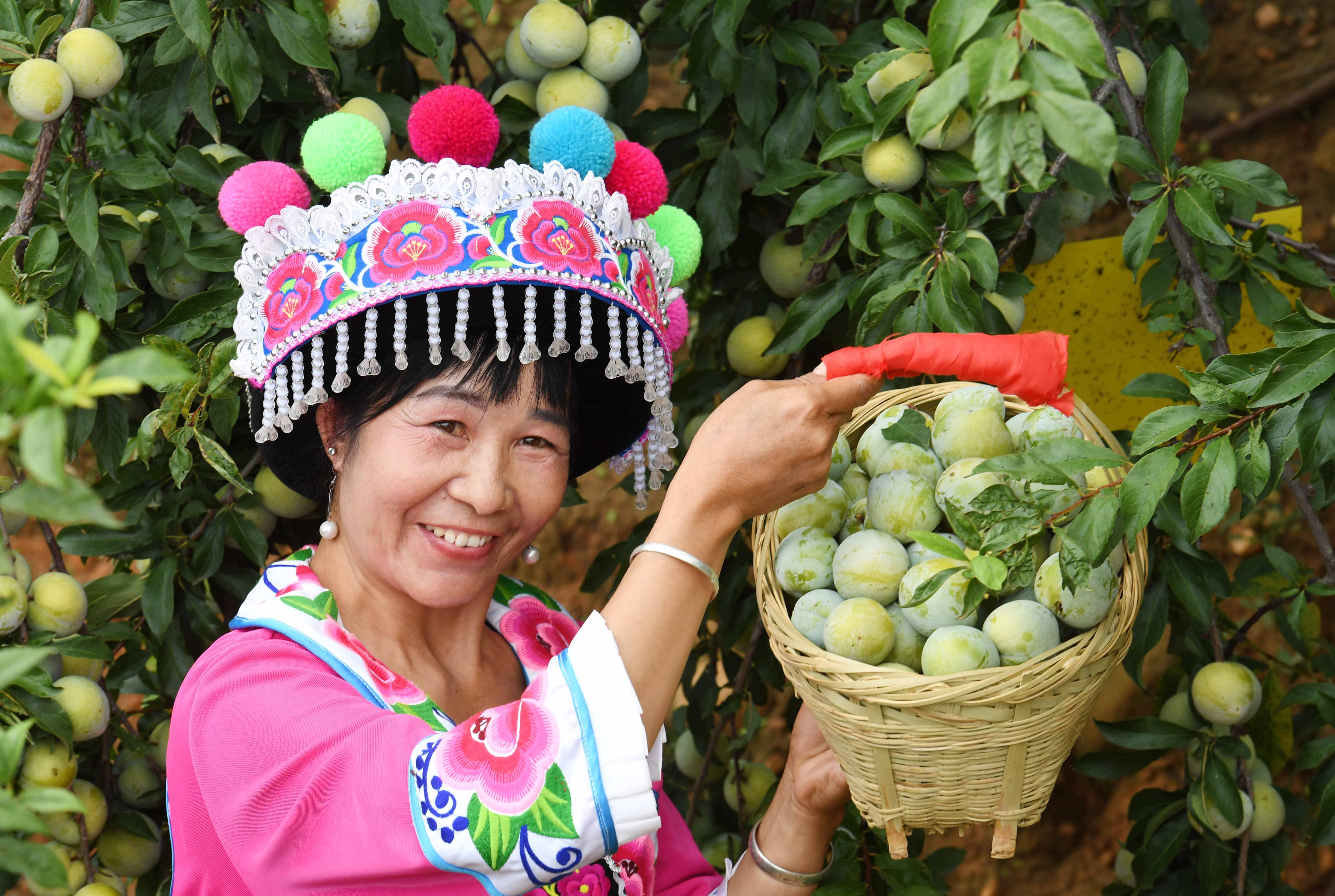 云南元谋:桃李节上喜摘丰收果