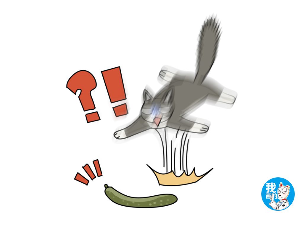 风吹草动猫咪就出现应激反应真有那么玻璃心可别把惊吓当玩笑