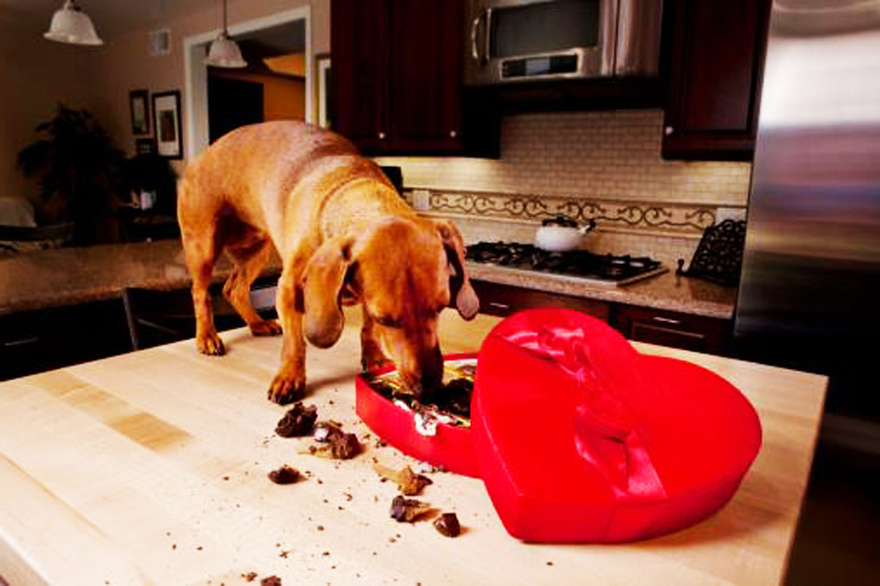 原创狗狗误食巧克力会致命知道这3点你能帮它争取多一点生机