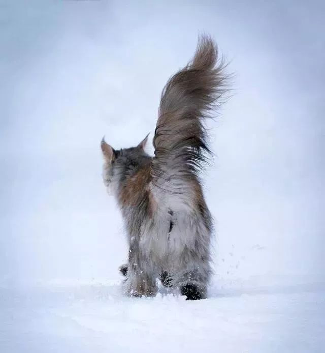 这只猫不仅浑身披满长毛而且身后的尾巴还会开花