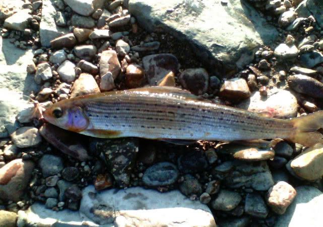 我在阿勒泰垂钓花翅子鱼喝过一次鱼汤奶白鲜甜无腥