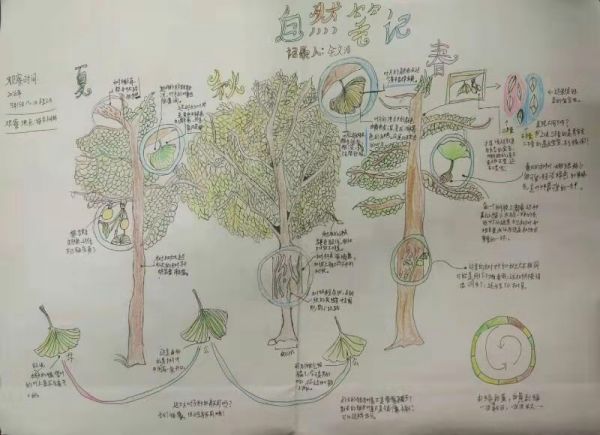 这个班的小学生数月观察树木生长还写了60幅自然笔记