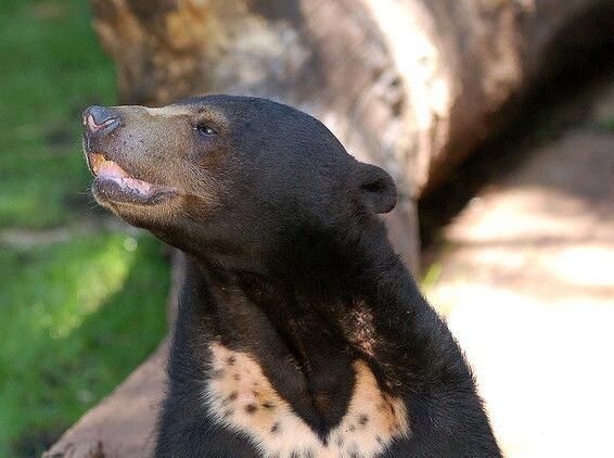 它是单独属于浣熊科,由于它的祖先和其他熊类一样,都是祖熊.