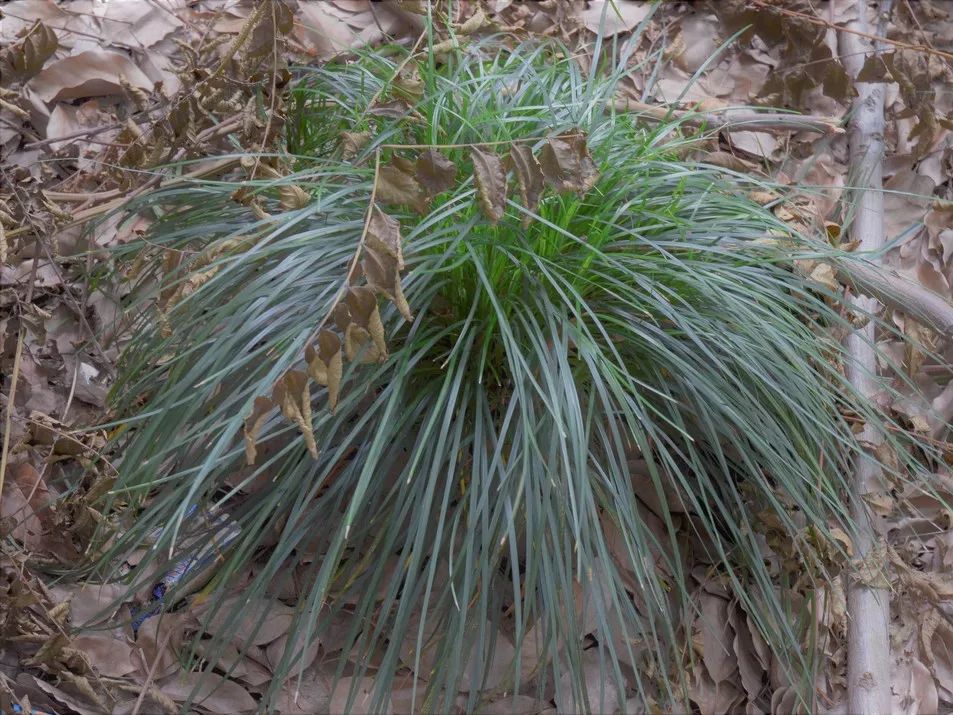 中文学名:沿阶草拉丁学名:ophiopogon bodinieri别名:绣墩草植物界