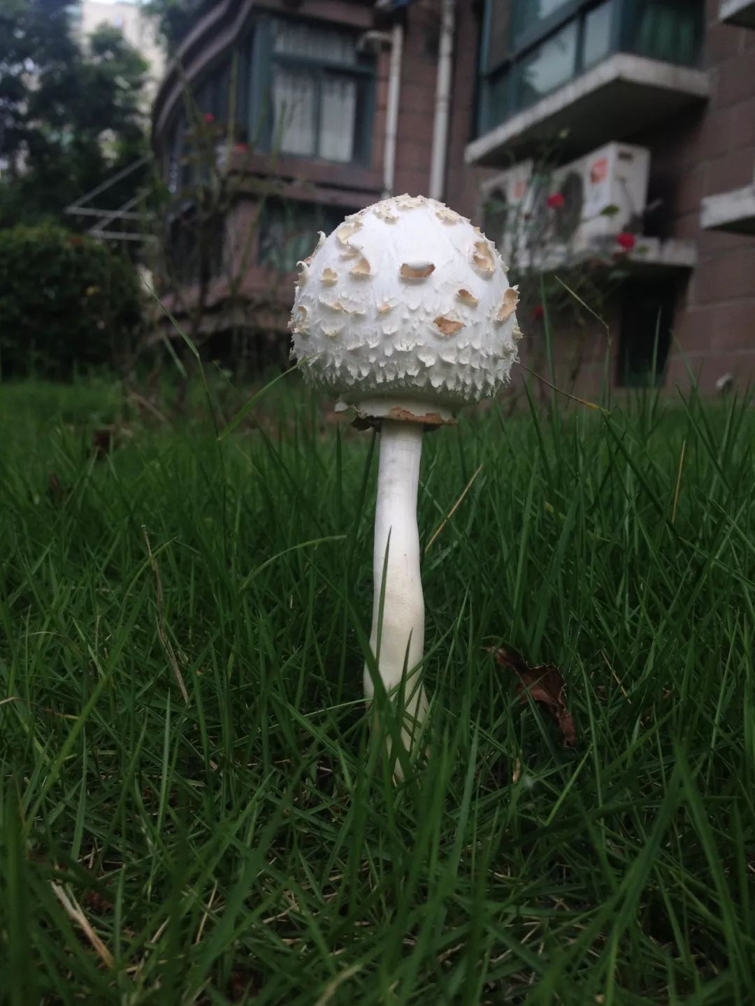 周末讲坛路边的毒蘑菇千万不要采