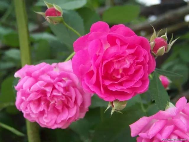 7月15日巨蟹星座花「金盏花与澳洲野玫瑰」