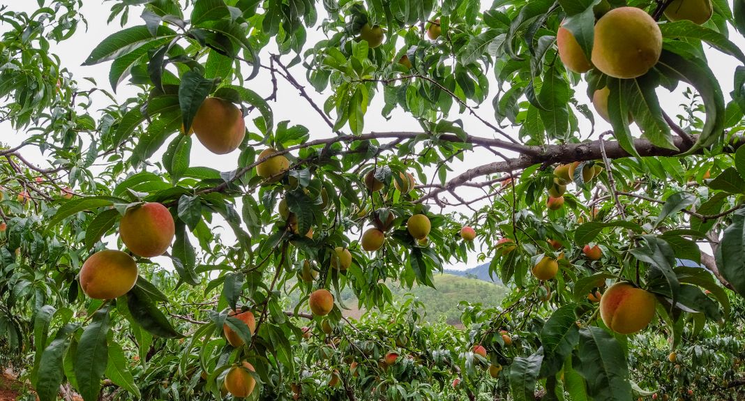 宁南桃花村三生三世十里桃林的桃子大量成熟啦是那么让人桃醉等你来