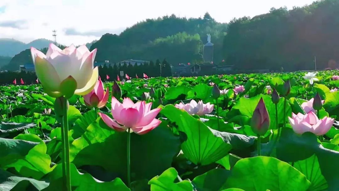 因"荷"而来丨圣地荷花别样红_古田