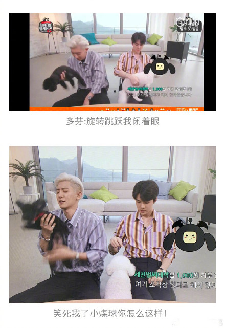 多动症的多芬,连主人朴灿烈都驾驭不住的活泼好动