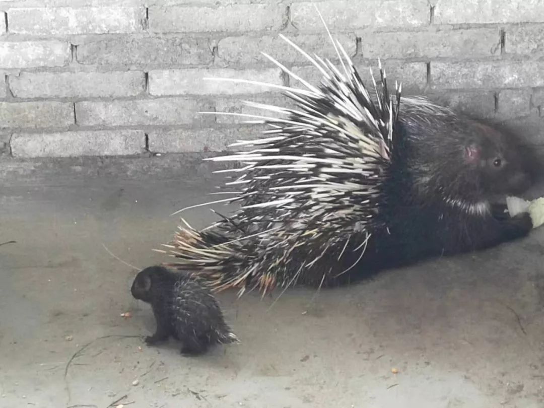 人工养豪猪吃什么食物 人工养豪猪吃什么食物好