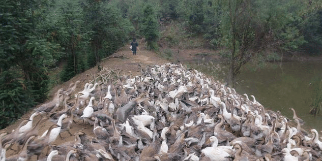 养鹅可以除草那么红薯地里可以养鹅除草不打除草剂好不好