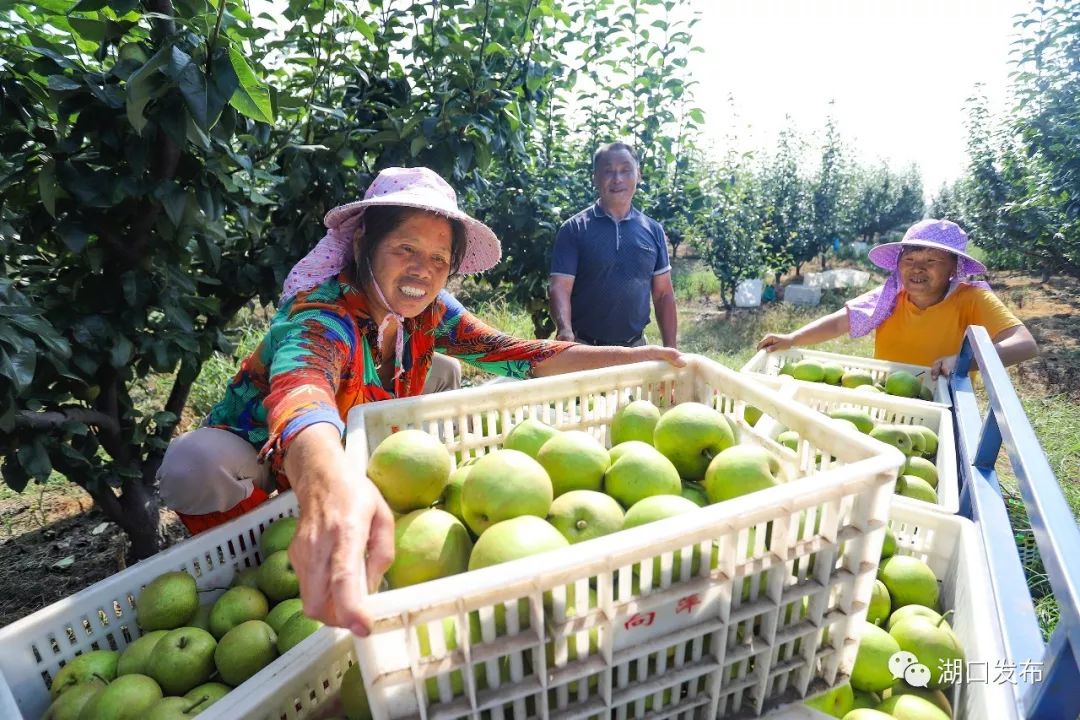 湖口这对80后夫妻4年的耕耘苦尽甘来