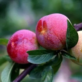 与檇李一样历史悠久的还有檇李之战,距今二千五百多年了,吴越争霸给