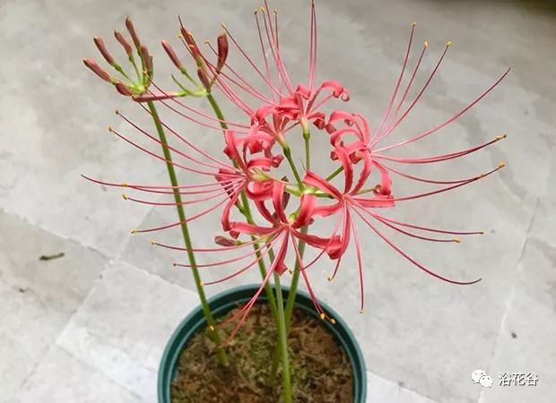 编辑作为养花多年的花友,身边见到过不少花友盆栽彼岸花的,红色,黄色