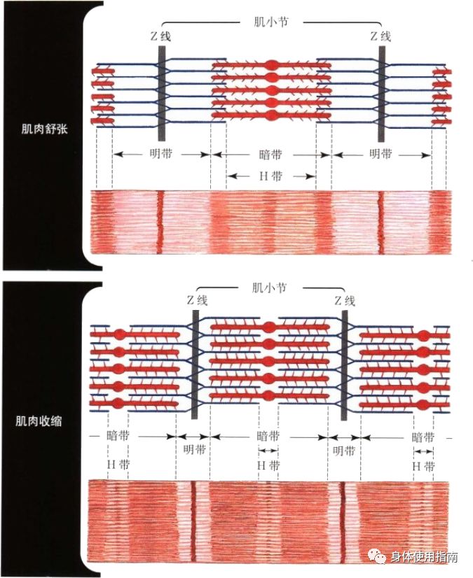 明带暗带简单图解图片