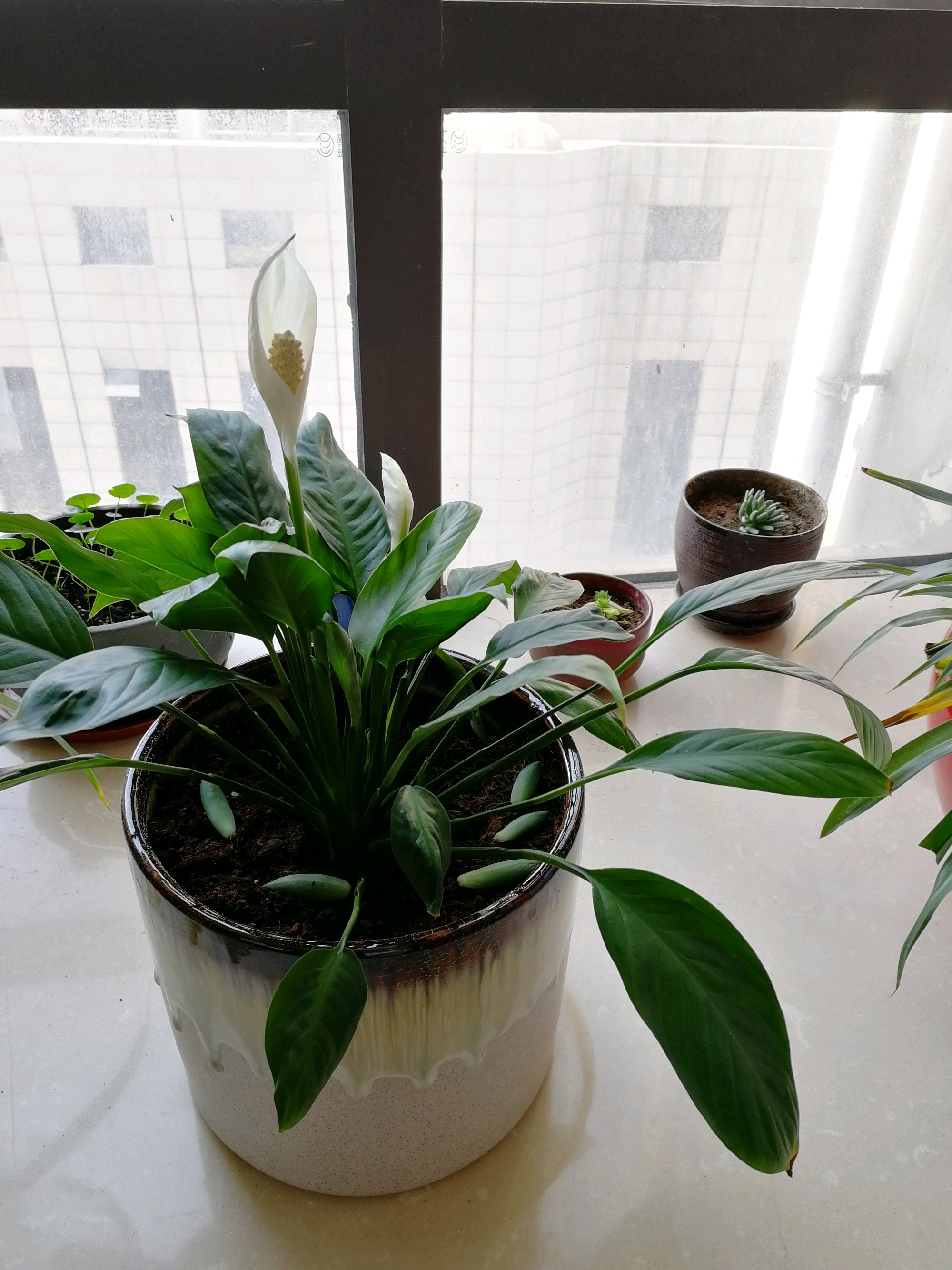 敲重点:一帆风顺就是我们属于的白鹤芋,也叫白掌,属于天南星科植物,说