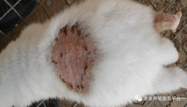 真菌和螨虫的区别