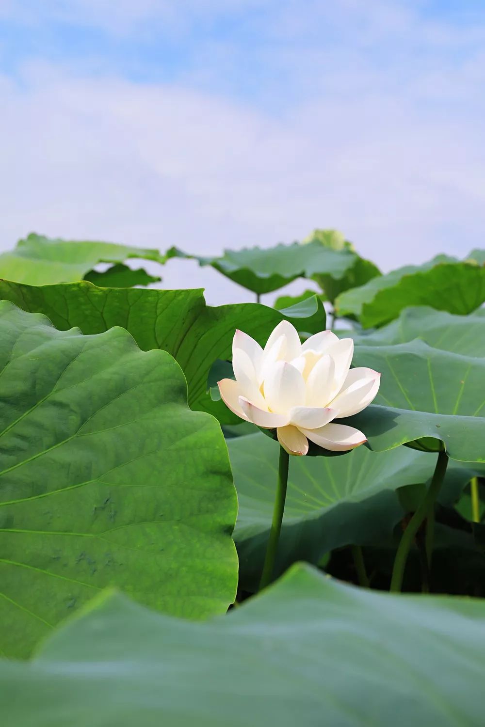 知否知否赏荷正是时候仁贤镇百亩荷花盛开好美