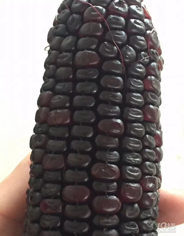 紫黑色玉米很少见,味道还蛮不错的,是转基因的吗?