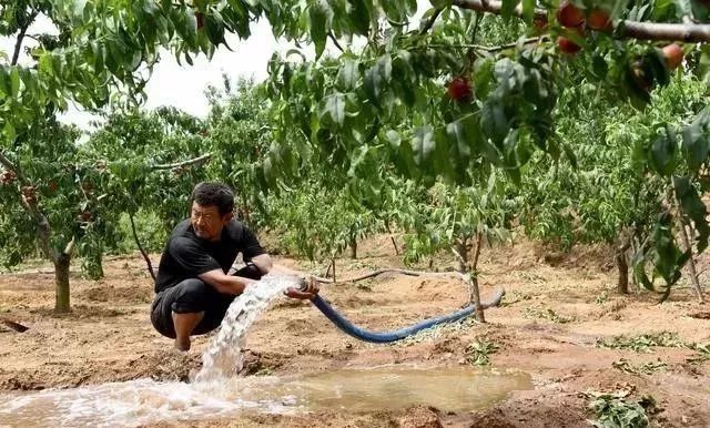 【管理】果树安全越夏四注意!