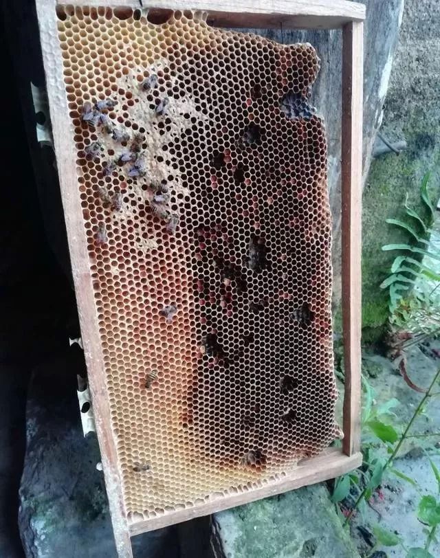 蜜蜂巢脾过敏图片