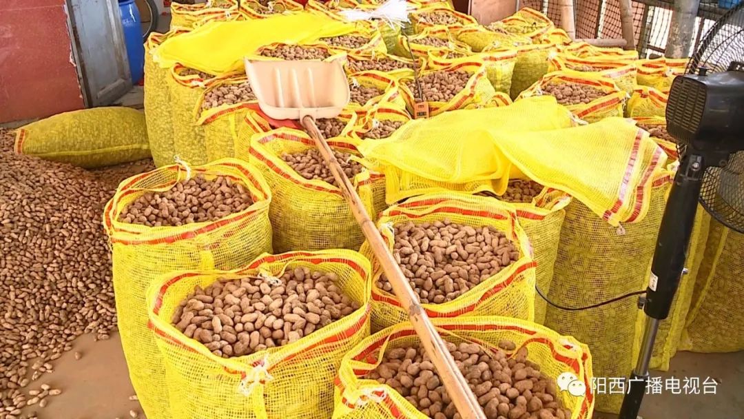阳西花生上市畅销价格高