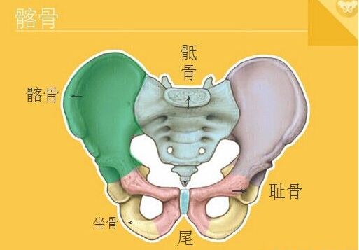 深度解剖骨盆和盆底肌别再说不了解了