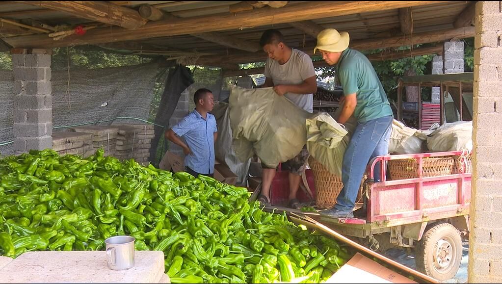 蒲场镇菜俏果甜茶飘香