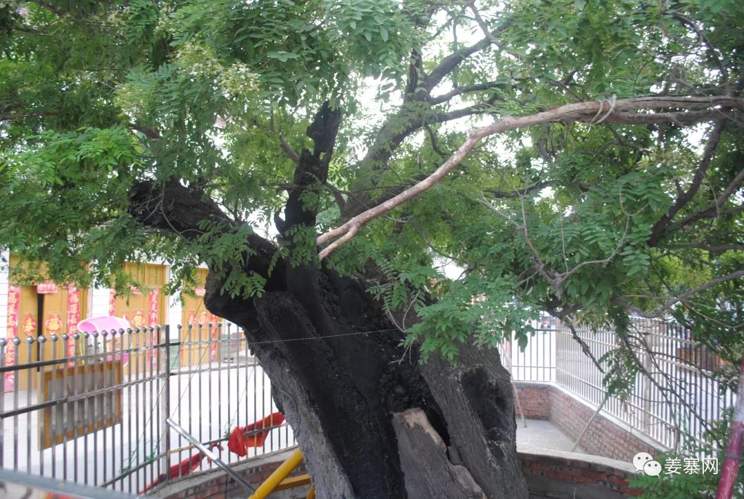 虽经百年风雨,枝干已枯萎,但依然挺拔.