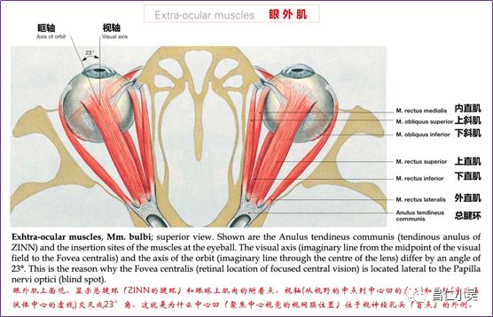 神經解剖| 與眼相關的神經解剖學習筆記