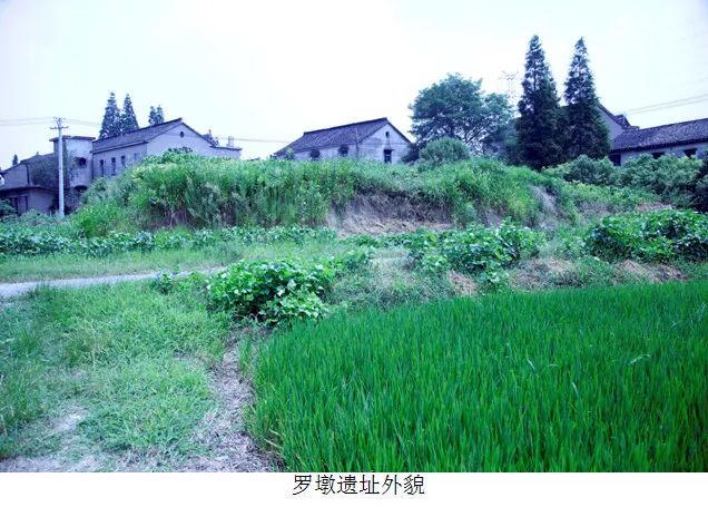 1993年3月,村民取墩土填房基挖出石斧1件,市博物馆闻讯后即至现场勘察