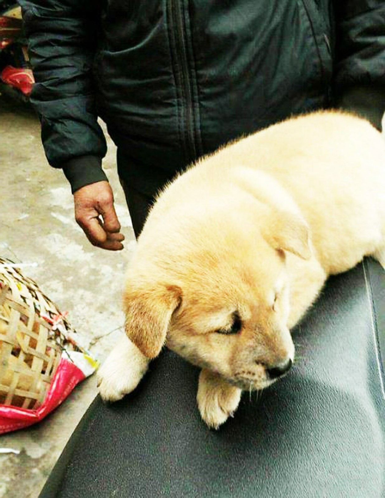 现今最卑微的狗,以前每家都会养一只,现在30元1只都没人要!