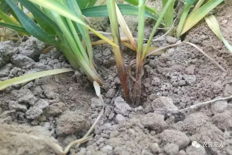 小麦茎基腐病致小麦减产1070