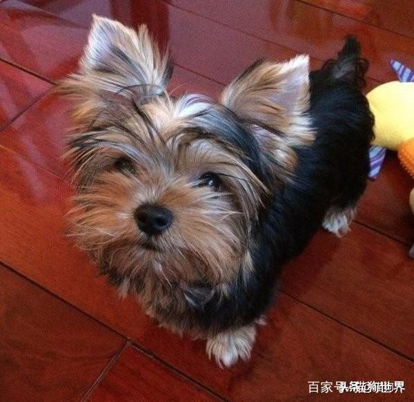 小型犬中的颜值担当们,你家狗子上榜没?